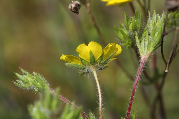 Potentilla hirta